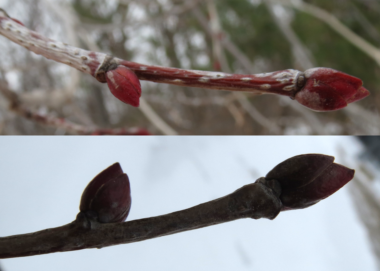 dormant tree buds in mid-winter