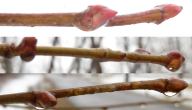 Tree buds during spring thaw