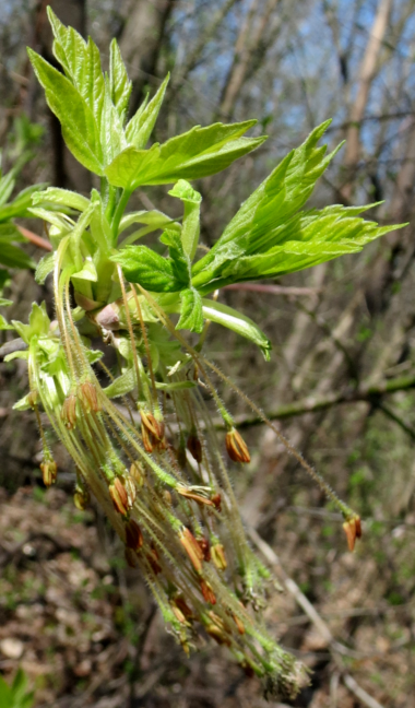 Tree leaves and flowers emerging