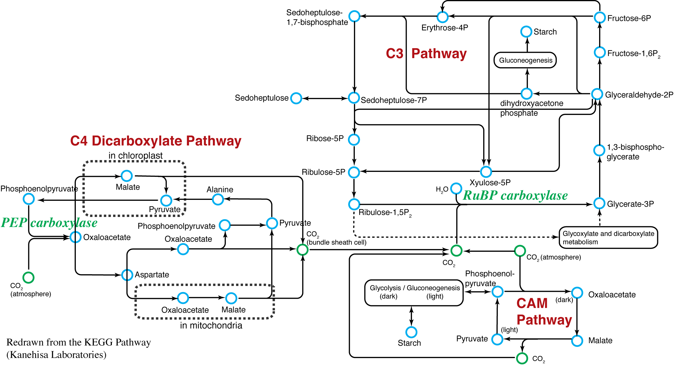 carbon fixation pathways in photosynthesis
