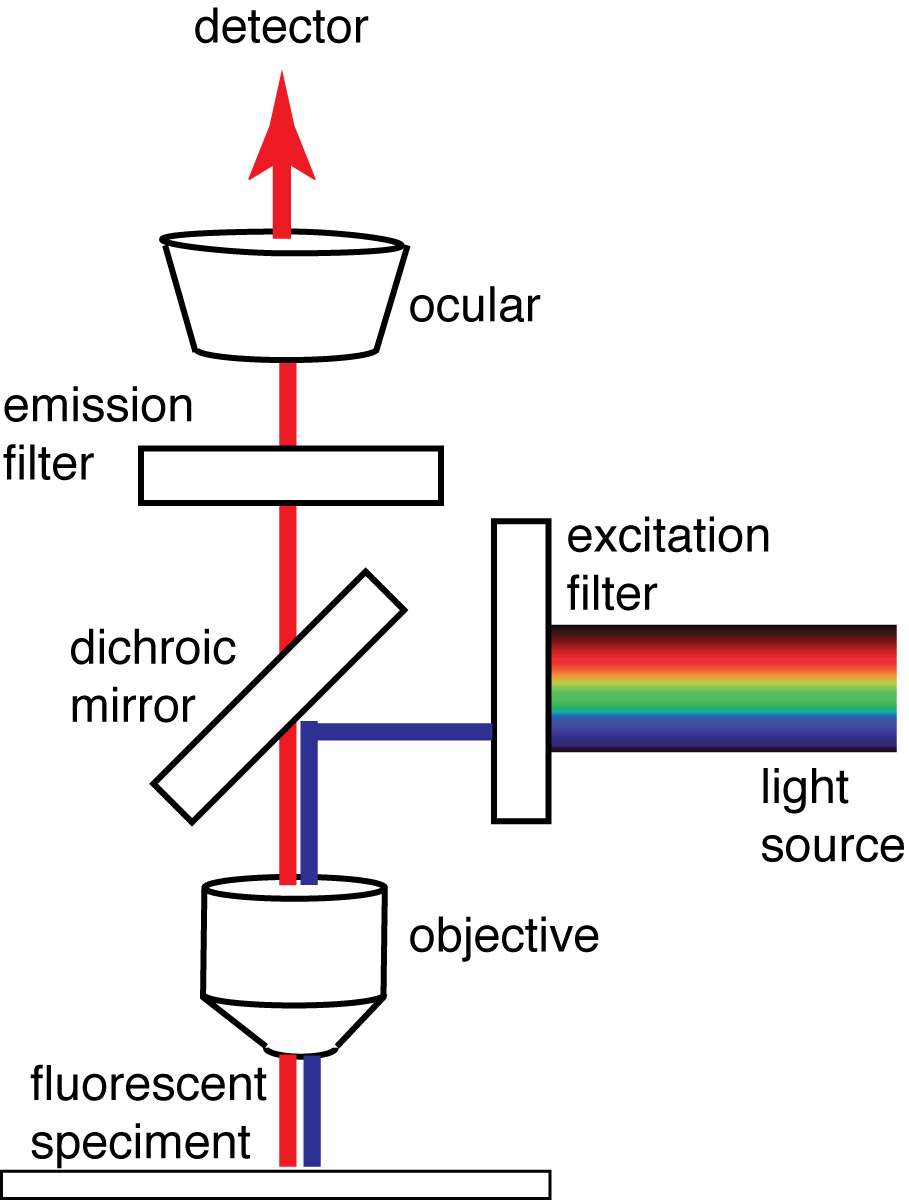 diagrammatic explanation of how fluorescence microscopy works