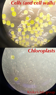 chloroplast isolation