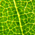 leaf network of veins