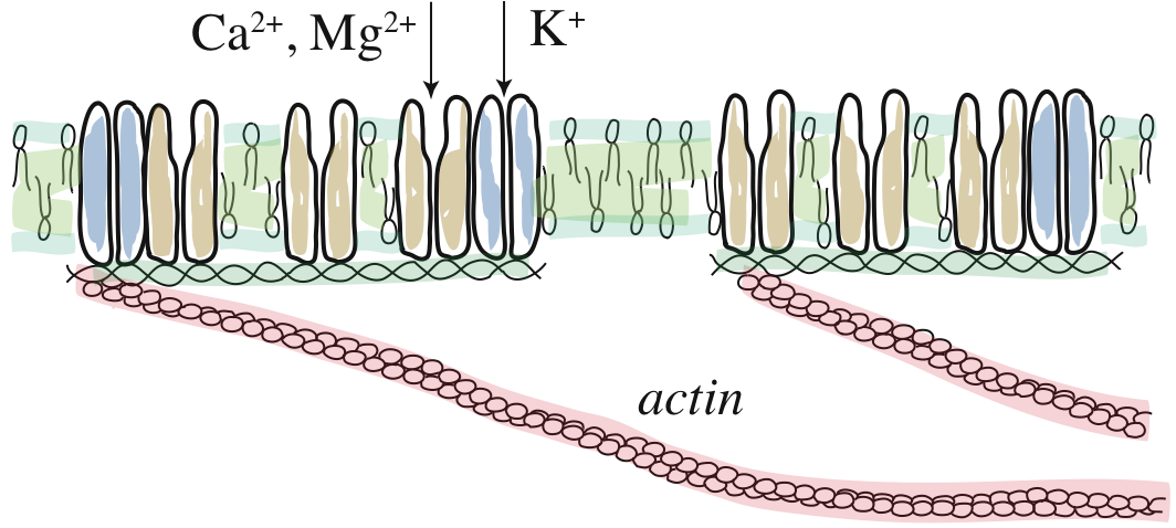 Graphic representation of membrane with ion channels