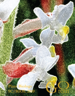 orchid flower poster