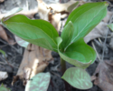 Emerging Trillium