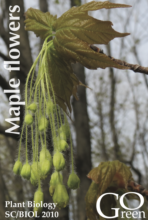 Sugar maple flowers in early spring