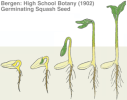A squash seed germinating out of the soil