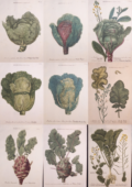 Brassica varieties