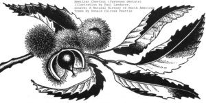 Leaves and fruit of the American Chestnut
