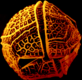 Dinoflagellate