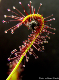 Sundew plant