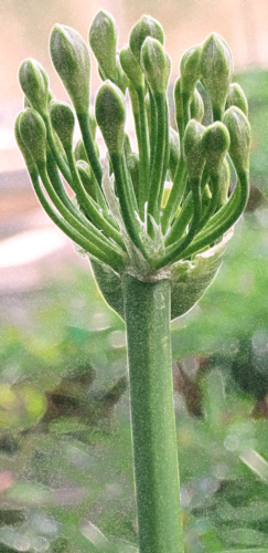 lily inflorescence