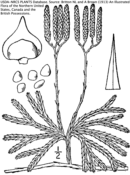 northern lycopod (ground cedar) from Britton and Brown Flora