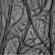 Mycelium