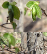 Hornbeam leaves emerging in early May