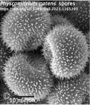 Physcomitrium_patens_spores