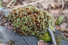 Photograph of Polytrichum moss from the Denali National Park in Alaska (by Robbie Hannawacker)