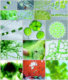 Montage of diverse algae