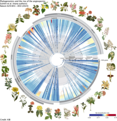 A curcular phylogenetic tree for angiosperms based on 353 nuclear genes showing ancestral
	roots of major clades
