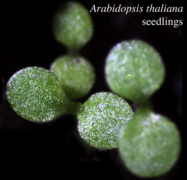 Arabidopsis seedlings, close up