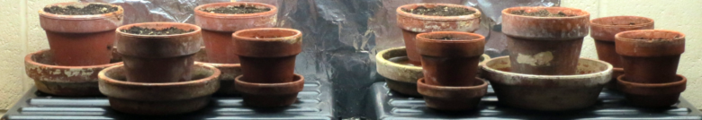 A farm of Arabidopsis pots