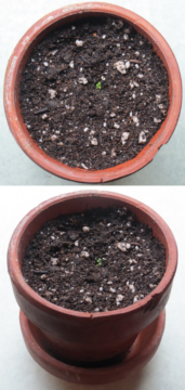 A pot containing 1 week old Arabidopsis seedlings