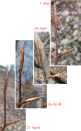 Beech buds from 21 April to 1 May