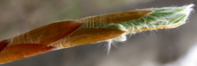 Leaf just visible emerging from beech bud on 5 May 2015