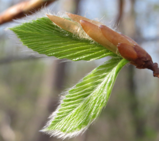 Two leaves fully formed extending from beech bud on 6 May 2015