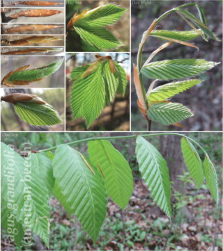 Develpmental timeline of beech leaf-out: 1 May through 10 May 2015