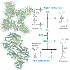 enzymatic schema for RuBisCO and PEPCase (C4 Photosynthesis)