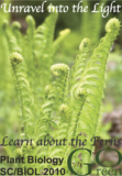 Springtime Fiddleheads