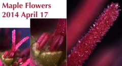 bisexual flowers of maple