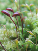 moss sporophytes in winter