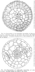 examples of ecto- and endo-mycorrhizae