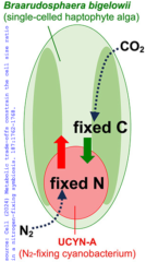 Nitrogen-fixing endosymbiont in a haptophyte
