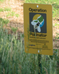 woodlot border planted in pollinator-friendly legumes