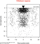 Root location in the soil from quantitative pcr