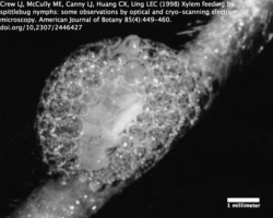spittle surrounding a spittlebug nymph