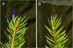 corona discharge by plant leaves in electric field