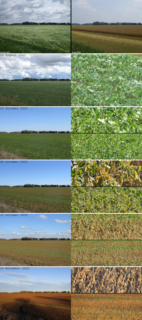 time lapse of winter wheat harvest and growth of a soybean crop in the same
	growing season