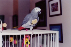 Jaco eating a cracker, not helping the parrot sterotype much