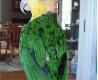 Pico before all his head feathers went orange