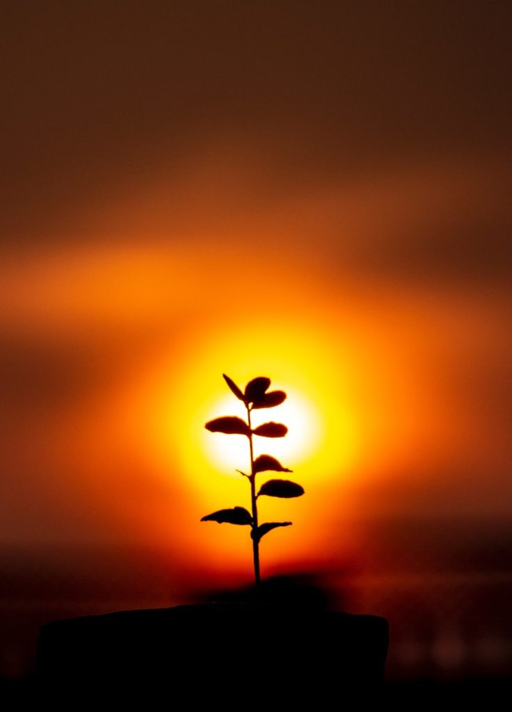 A small plant with sunset background