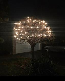 Tree with lights outside of a house