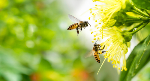 Bees on a flower