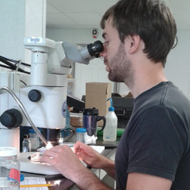 Photo of PhD student Thomas van Zuiden examining slides through a microscope