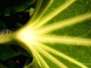 Leafy Green Coherence: Quantum Physics Fuels Photosynthesis
