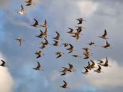 Birds May Use Quantum Mechanics to Migrate South